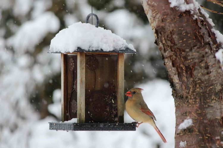 Bird in winter images