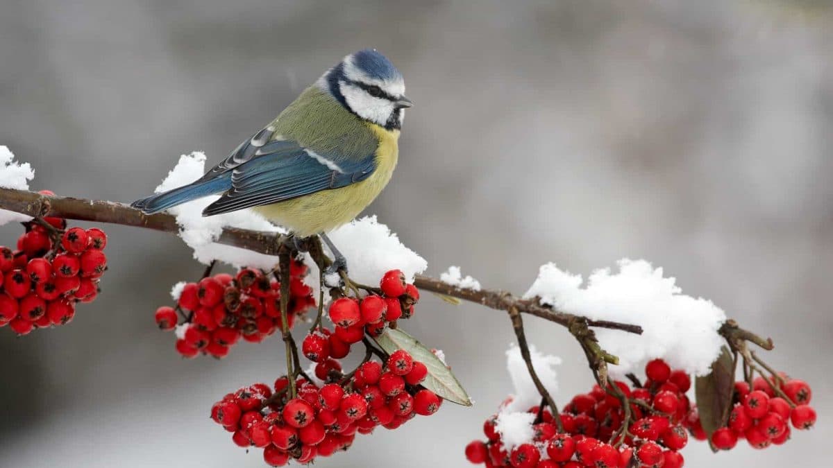 Birds in winter: How do birds stay warm in the winter? Bird in winter images