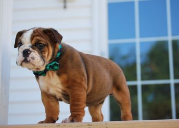 Bringing English Bulldog to Home