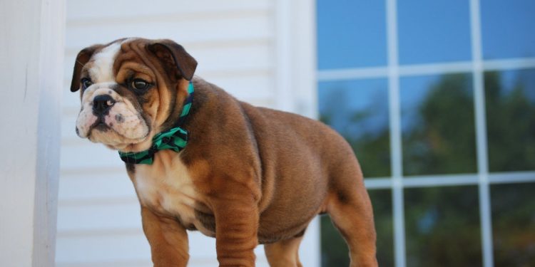 Bringing English Bulldog to Home