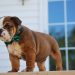 Arrangements You Need to Ensure Safety of Your Dog in the Home Bringing English Bulldog to Home