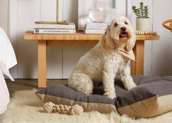 Bringing Your New Dog