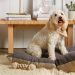 The Ultimate Guide to Care for Your New Pet as A Pet Parent Bringing Your New Dog