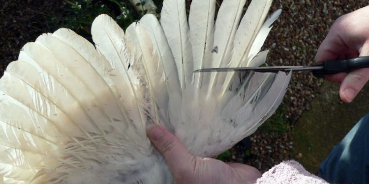 trimming wing
