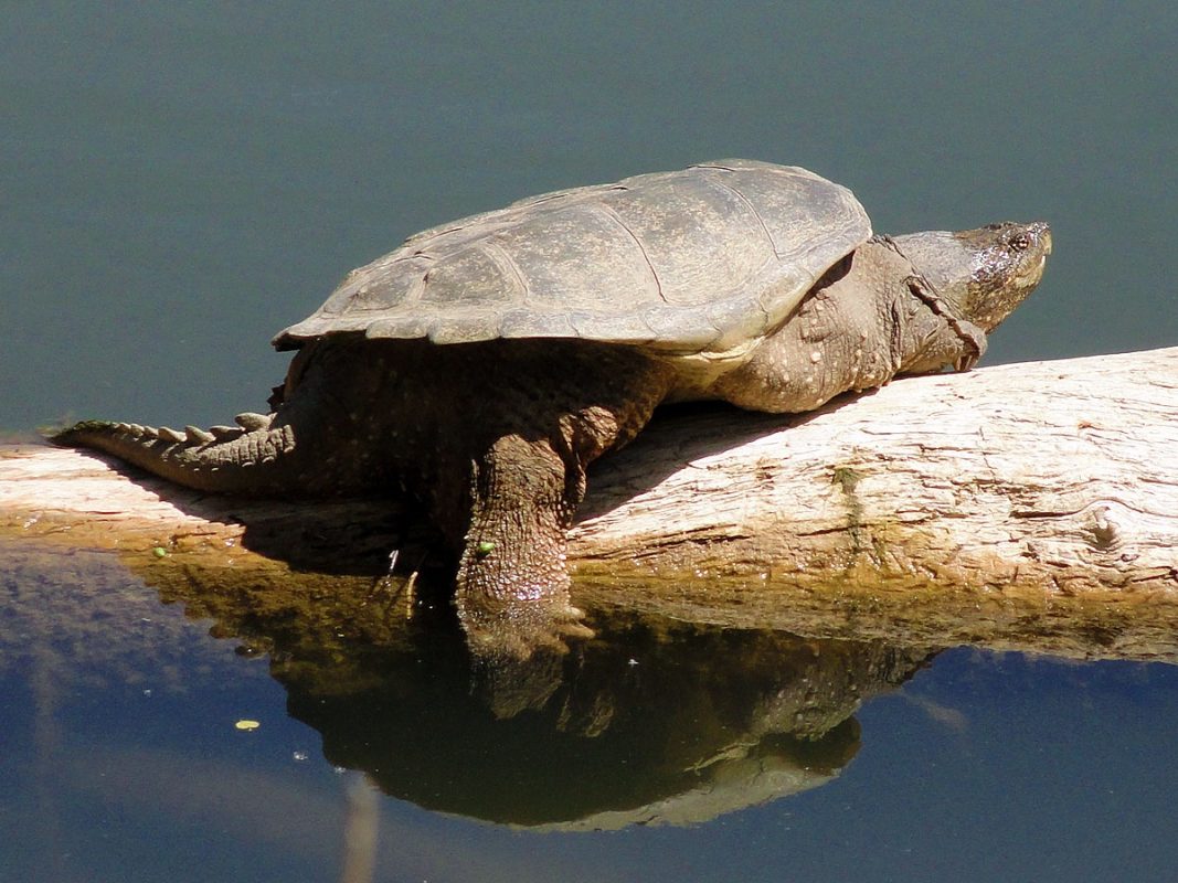 The snapping turtle, a large, dangerous turtle