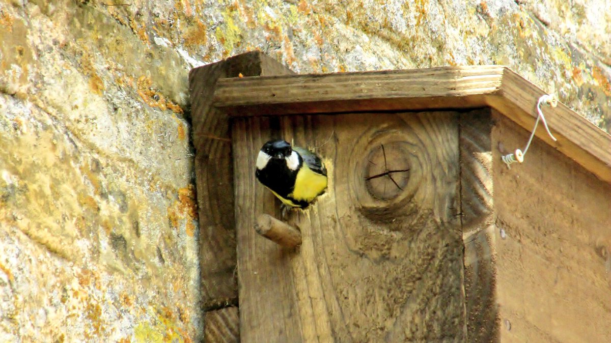 nest box