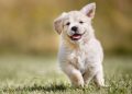 Fun Facts About Puppies