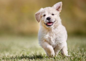 Fun Facts About Puppies