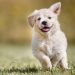 12 Fun Facts About Puppies And Treats Fun Facts About Puppies