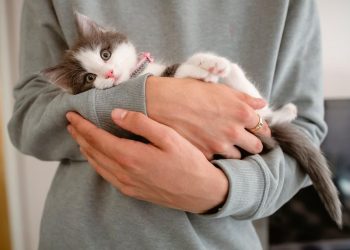 How to become successful cat parents?