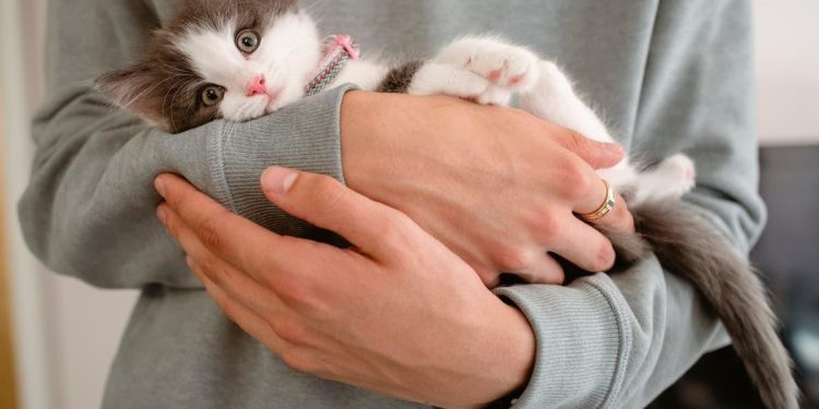 How to become successful cat parents?