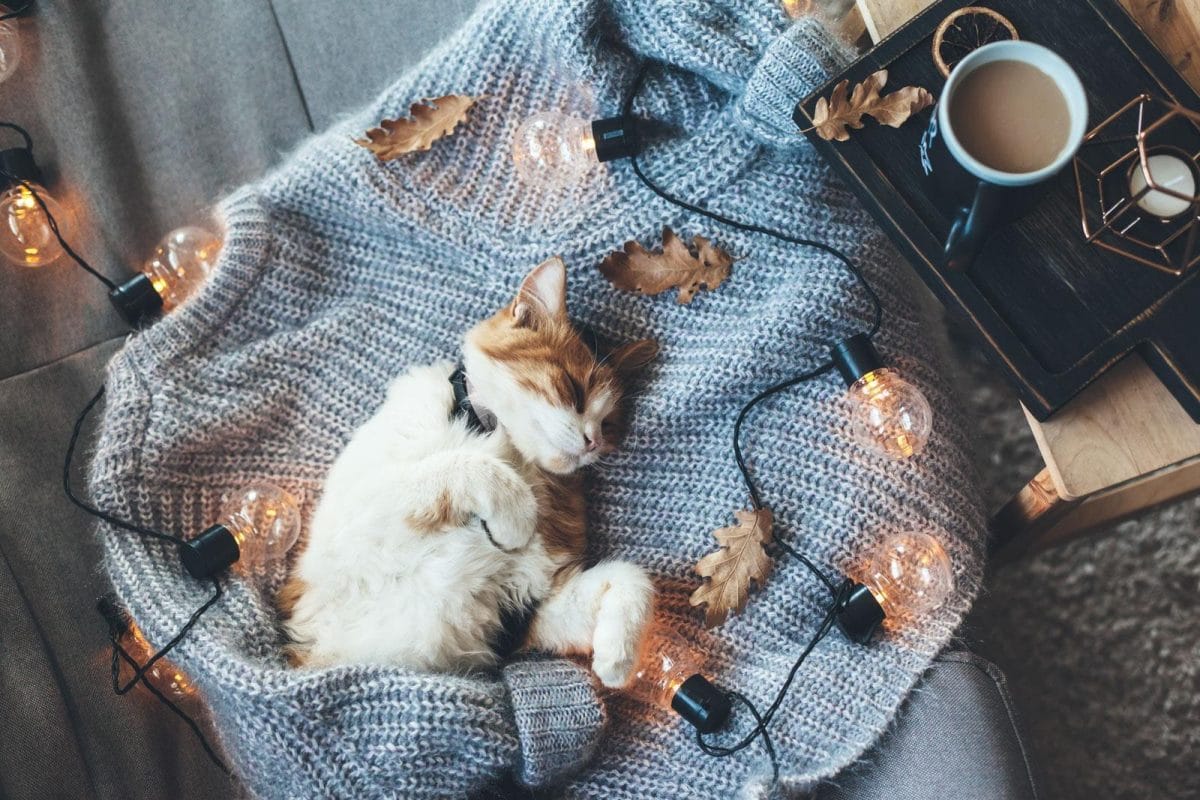The Question Needs to be Answered for Successful Cat Parents How to become successful cat parents?