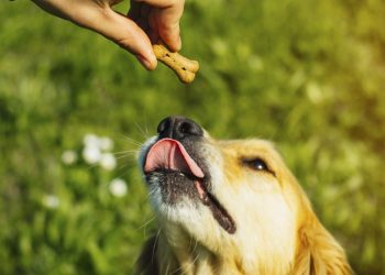 Ideas for rewarding behaviours in your pets