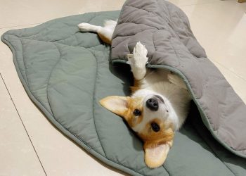 Keep Your Dog Warm This Winter