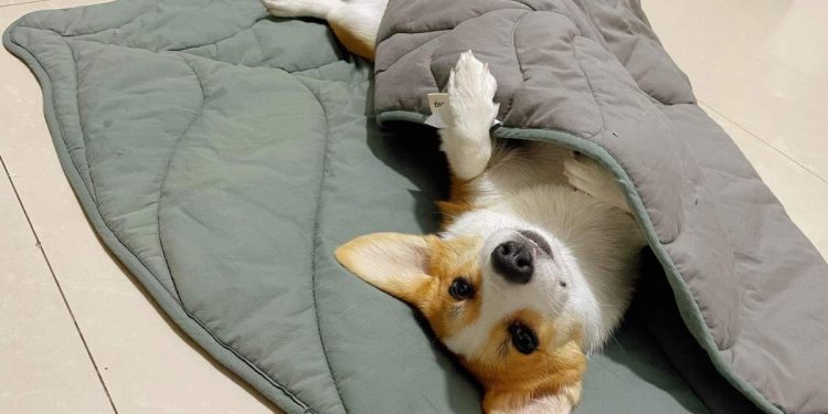 Keep Your Dog Warm This Winter