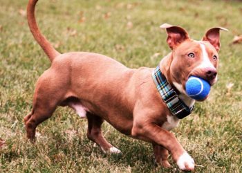Pitbull Dachshund Mix