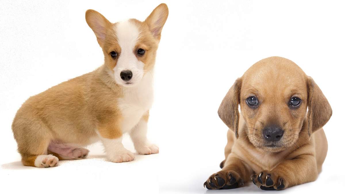 Pitbull Dachshund Mix - All You Need to Know About Pitbull Dachshund Mix Dog Pitbull Dachshund Mix Puppy