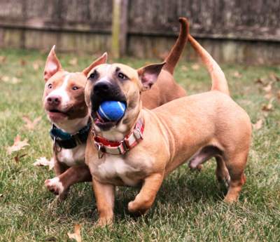 Pitbull Dachshund Mix - All You Need to Know About Pitbull Dachshund Mix Dog Pitbull Dachshund Mix Training