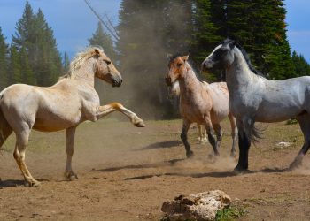Atypical myopathy in horses