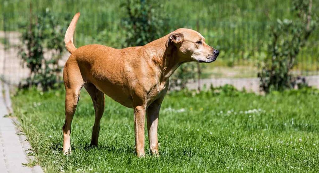 Rat Terrier Mix Breeds: Discover 27 Unique Options for Your Companion Rat Terrier Lab Mix