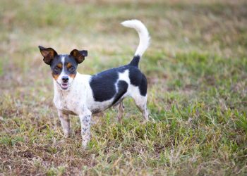 Rat Terrier Mix