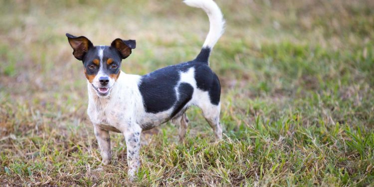 Rat Terrier Mix