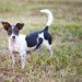 Rat Terrier Mix Breeds: Discover 27 Unique Options for Your Companion Rat Terrier Mix