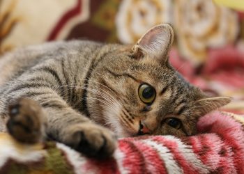 Causes of unwanted behavior of the cat