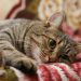Causes of unwanted behavior of the cat Causes of unwanted behavior of the cat
