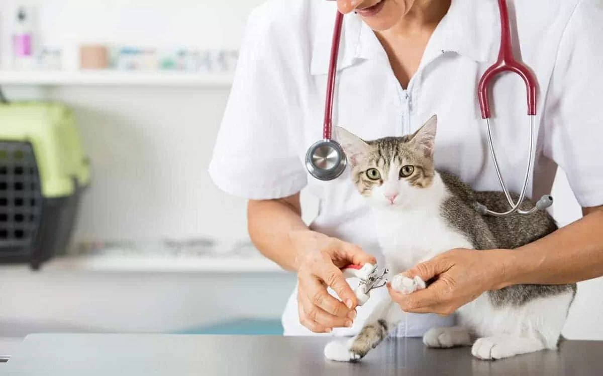 Understanding Veterinary Holistic Treatments