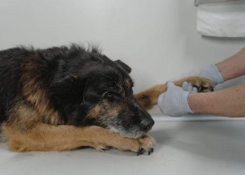 Understanding Veterinary Holistic Treatments