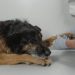 Understanding Veterinary Holistic Treatments