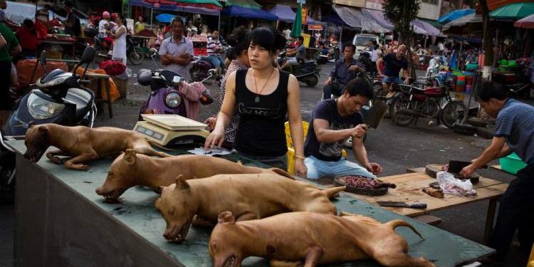 Yulin Dog Meat Festival