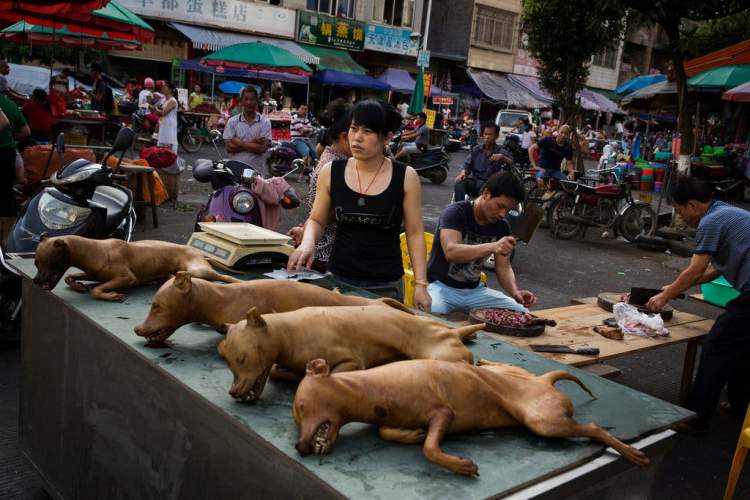 What Is The Yulin Dog Meat Festival & When Did It Begin?