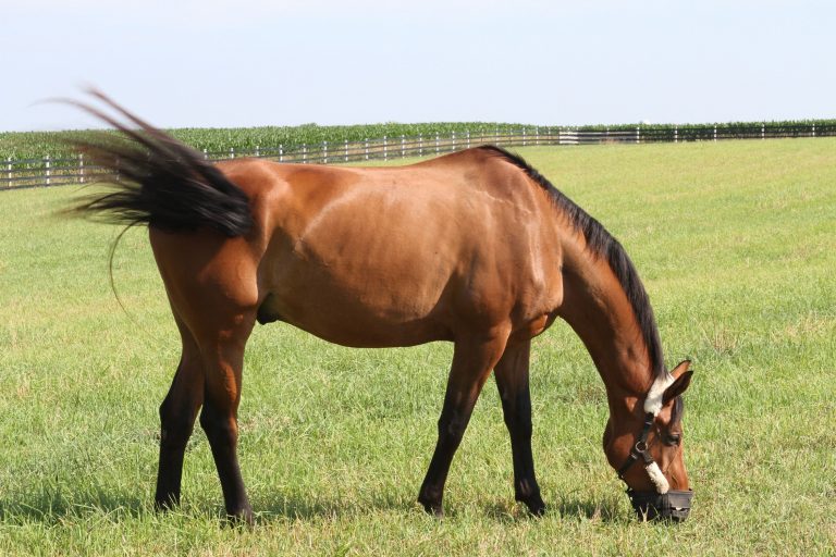 Atypical Myopathy In Horses