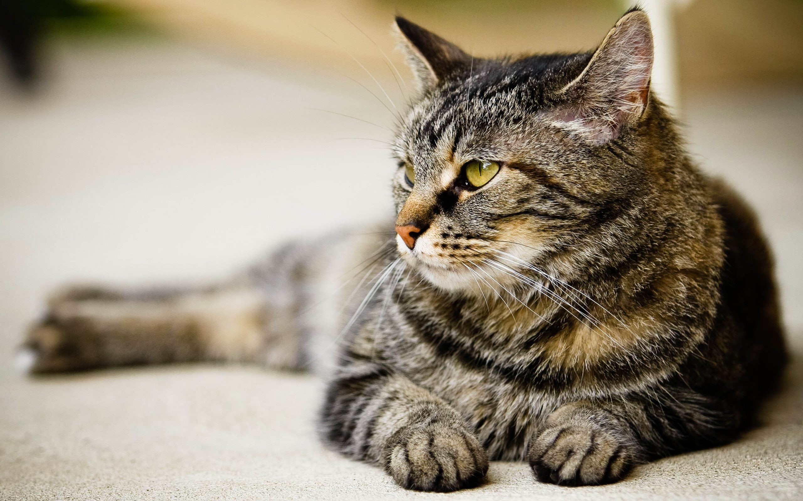 Causes of unwanted behavior of the cat