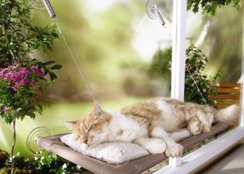 Cat Window Hammocks
