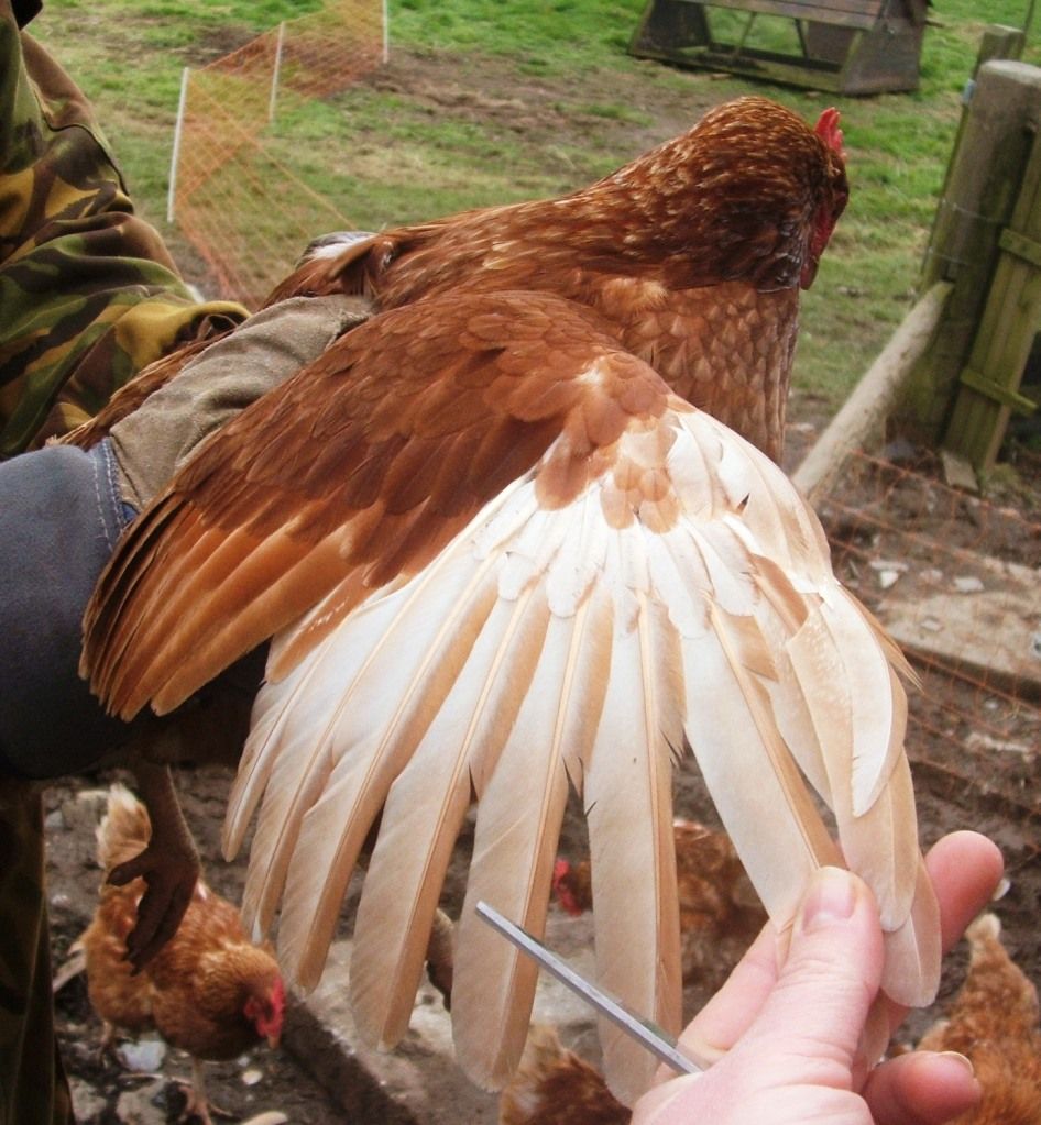 trimming wing