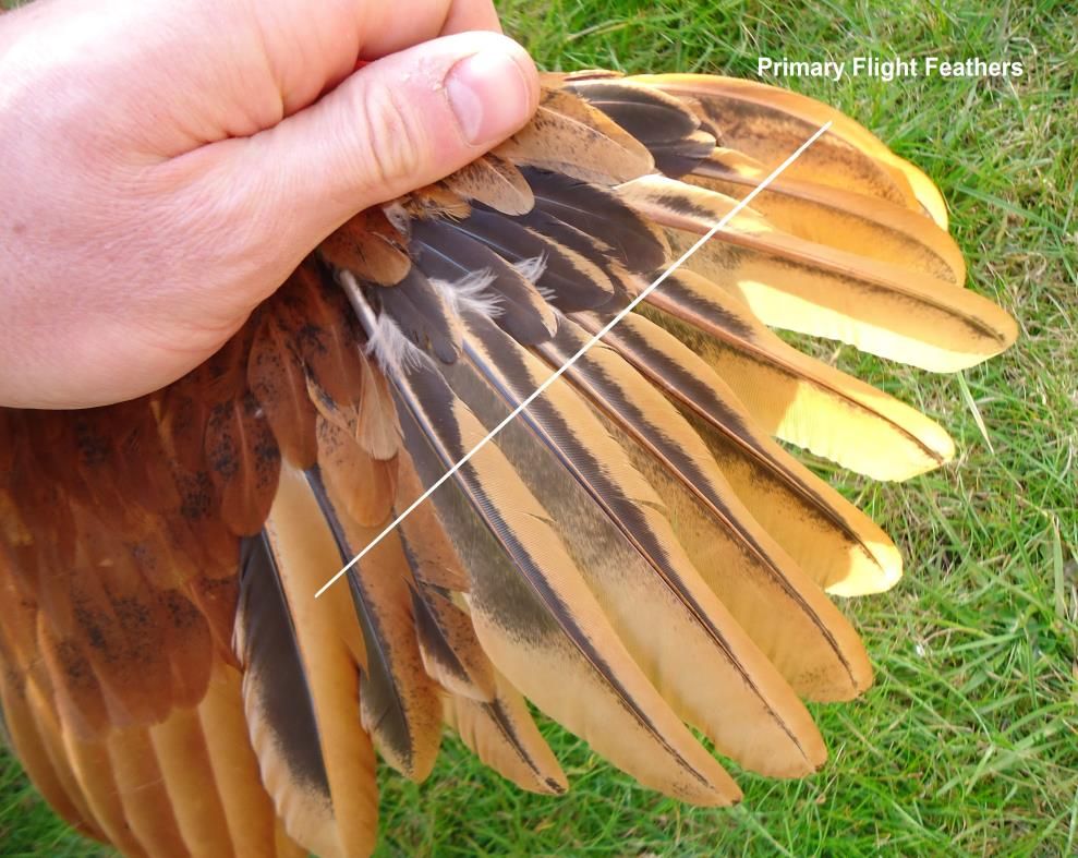 trimming wing