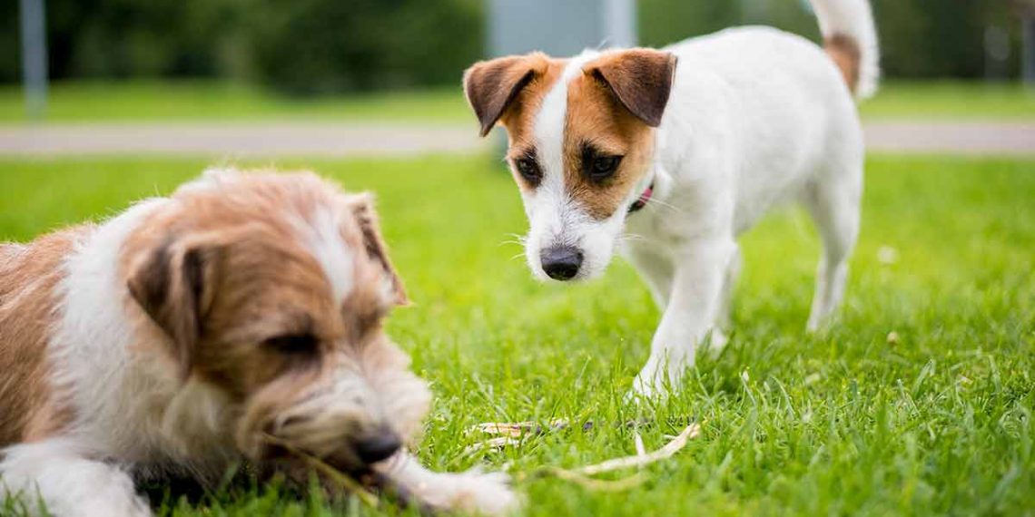 jealous behavior in dog