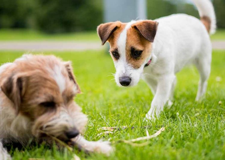 How To Get A Rescue Dog To Feel At Ease In Your Home