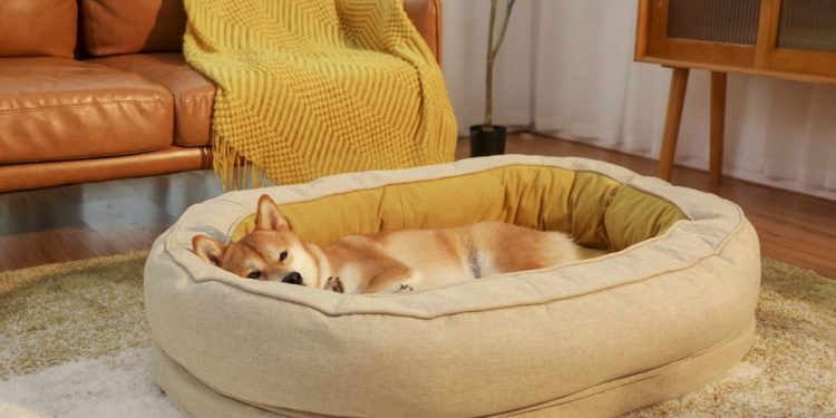 donut dog bed