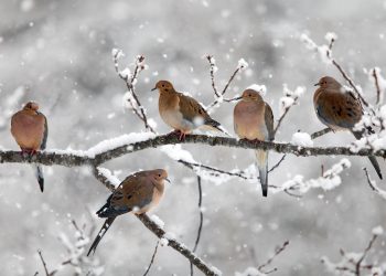 birds in winter