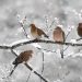 Birds in winter: How do birds stay warm in the winter? birds in winter