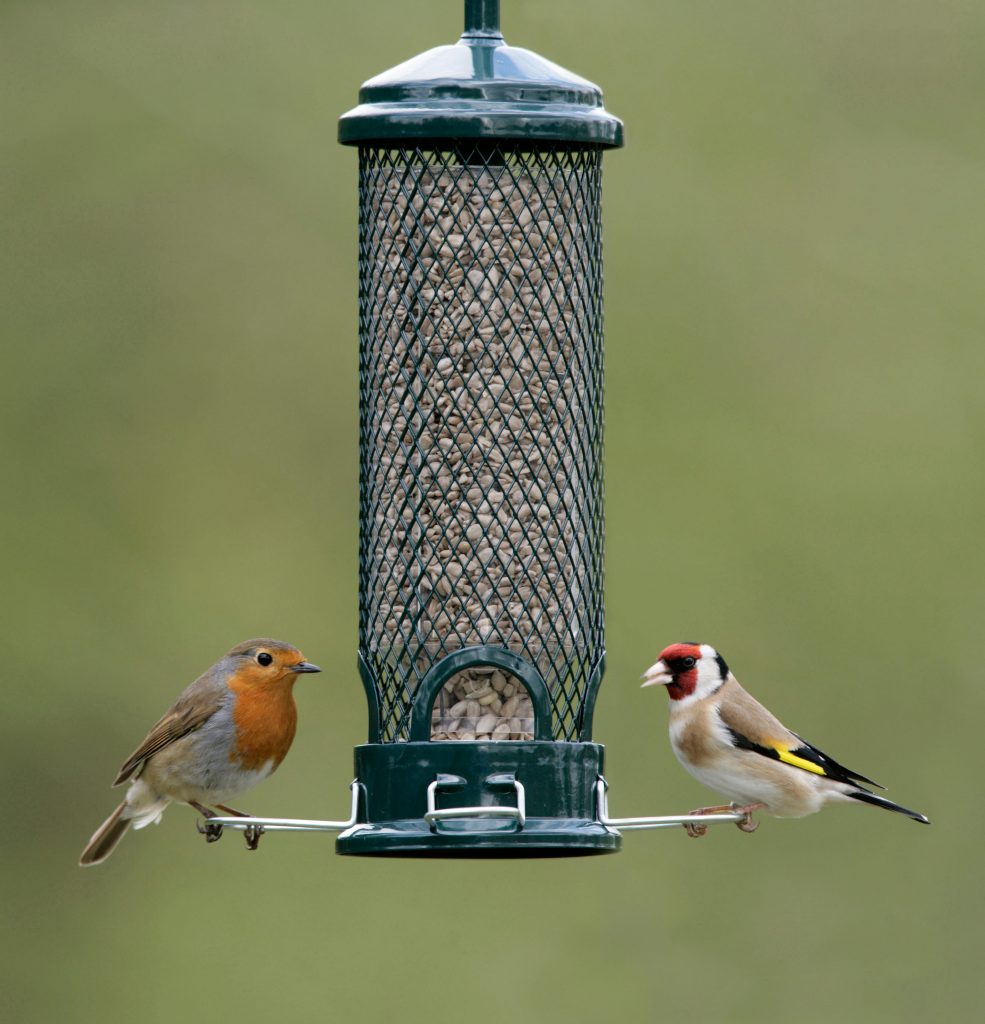 Feeding Birds Without Attracting Pests