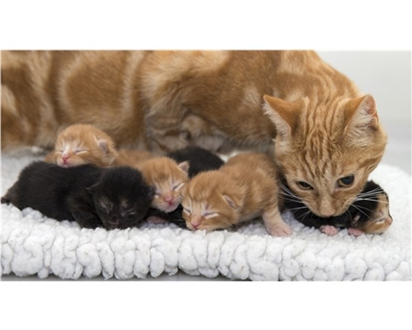 The Cat a Very Special and Intelligent Animal The Cat a Very Special and Intelligent Animal