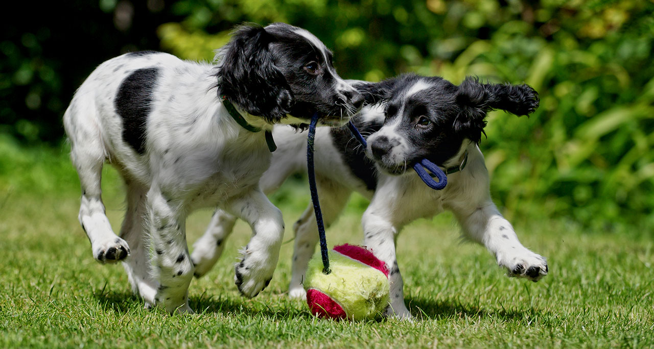 jealous behavior in dog