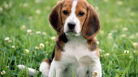Puberty in dogs