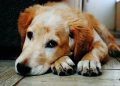 Puberty in dogs