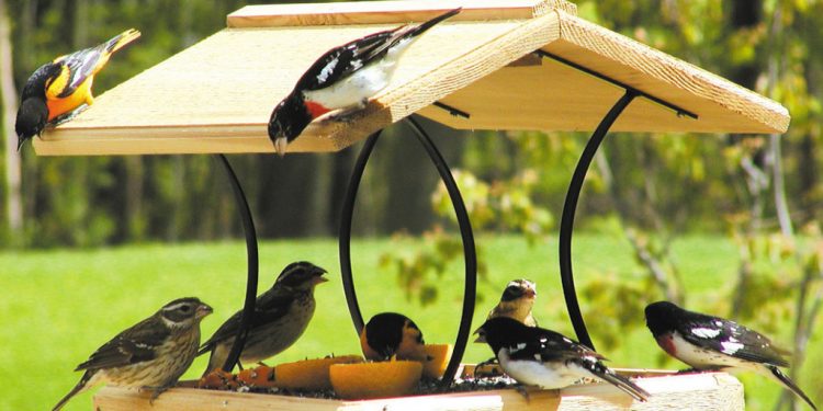 feeding